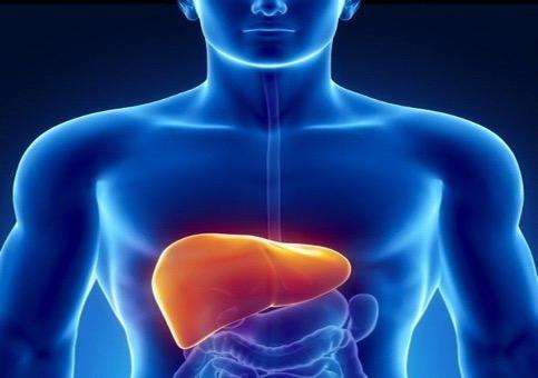 Men gan cao là do đâu. Men gan cao có nguy hiểm không?