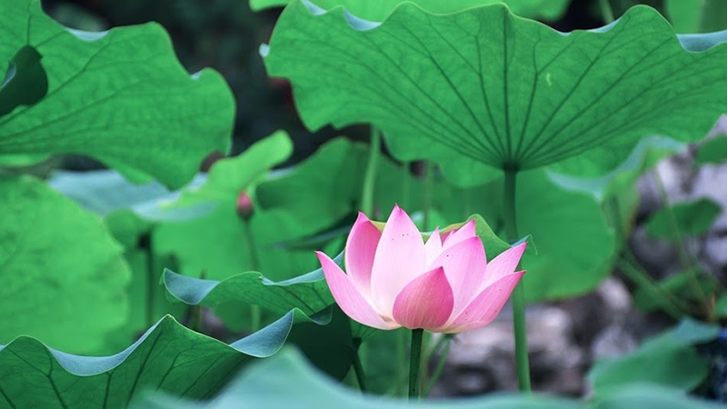 Điểm danh 5 loại lá cây là 